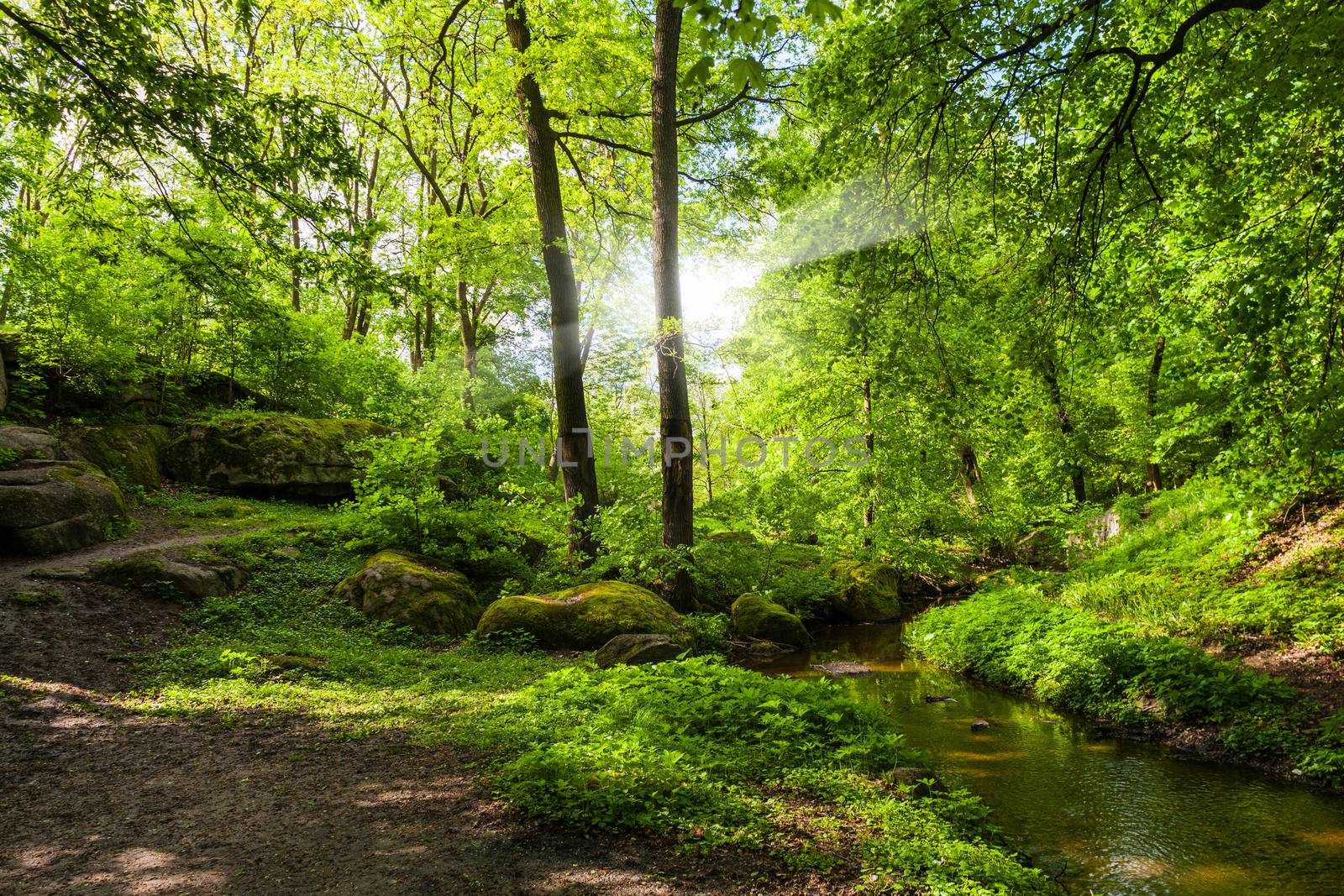 landscape forest and river with big stones on the shore