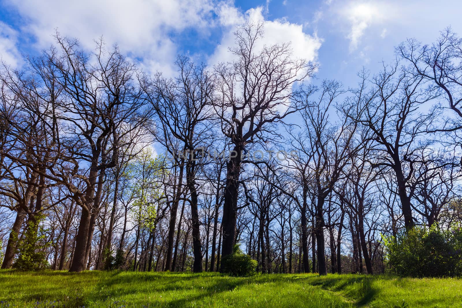 landscape oak grove on background blue sky