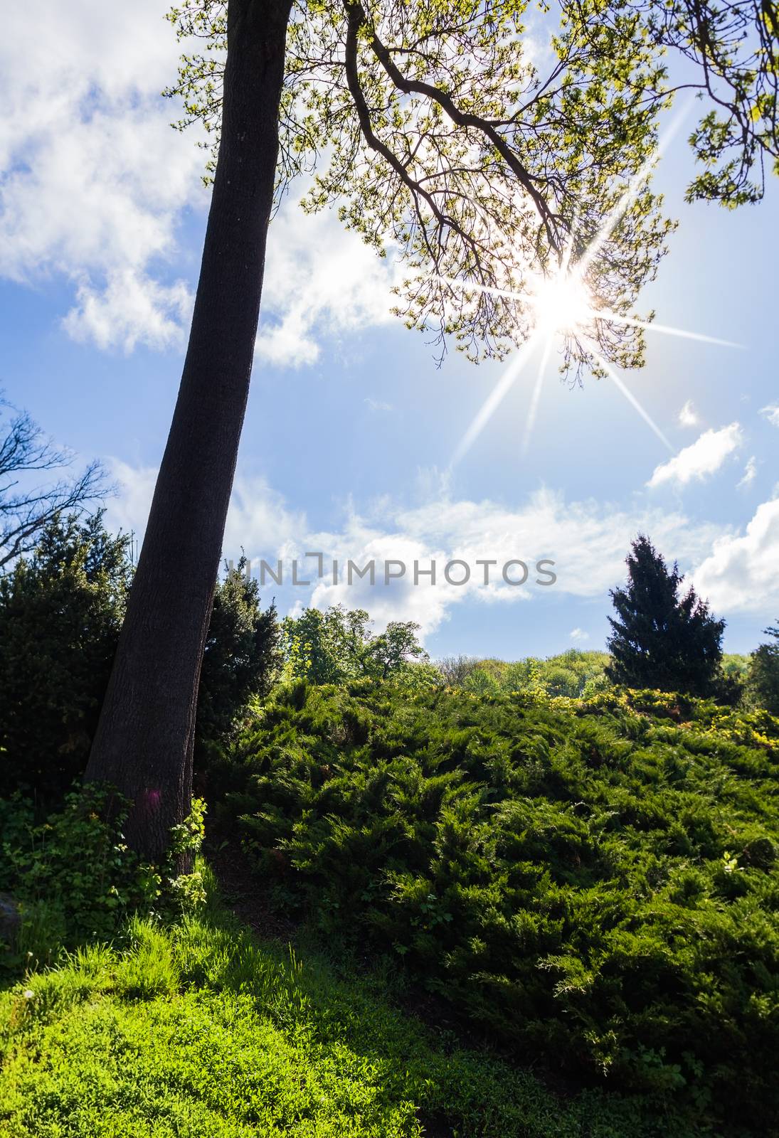 landscape of green spring forest with sun rays