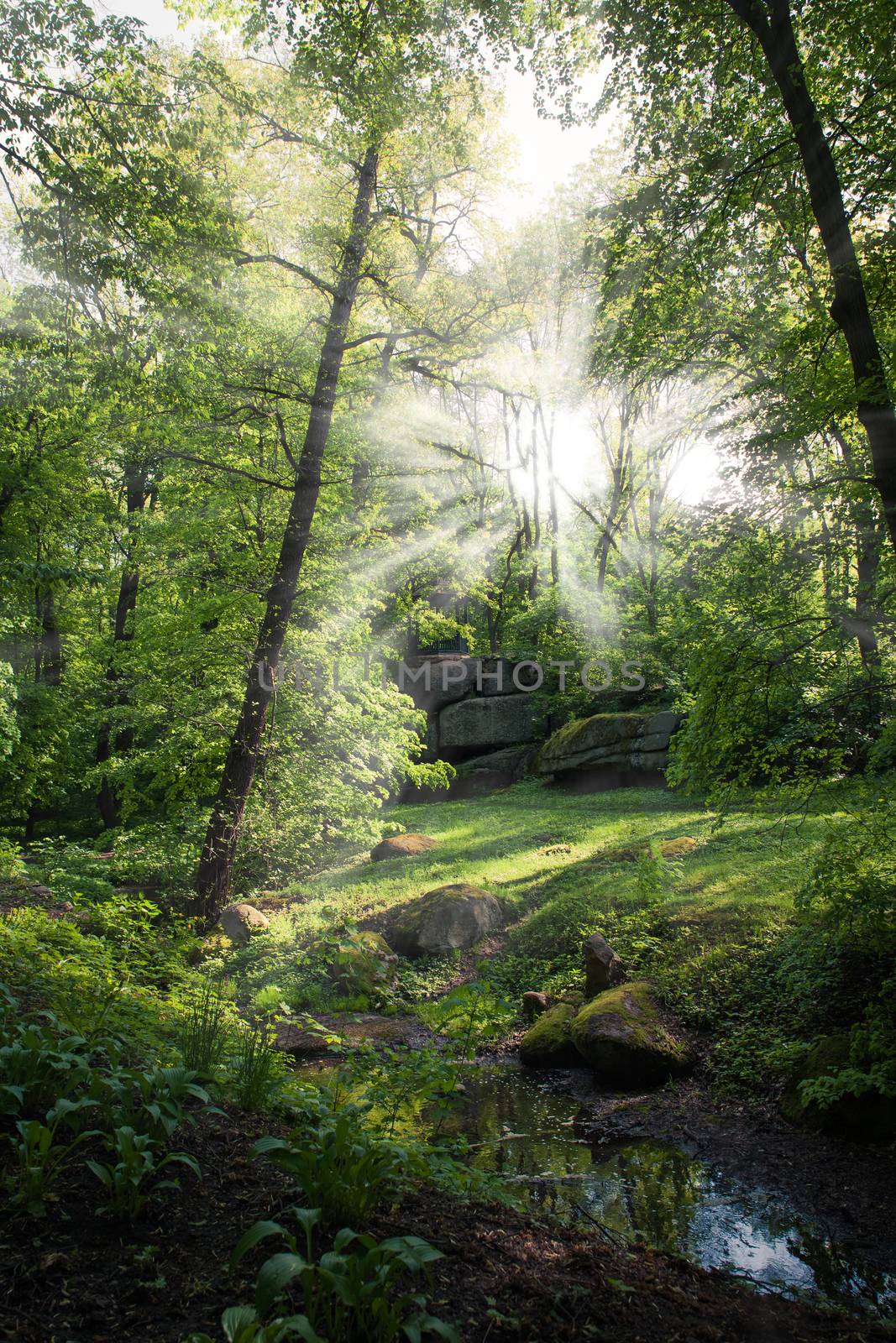 landscape green forest and river with big stones 