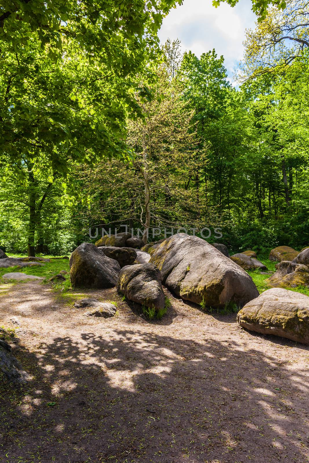 green trees with big stones, spring forest
