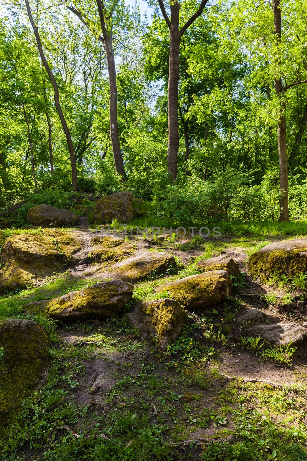 landscape green forest in Sophia park Uman