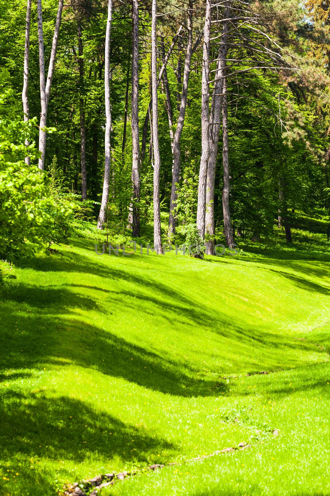 green grass and forest in the spring