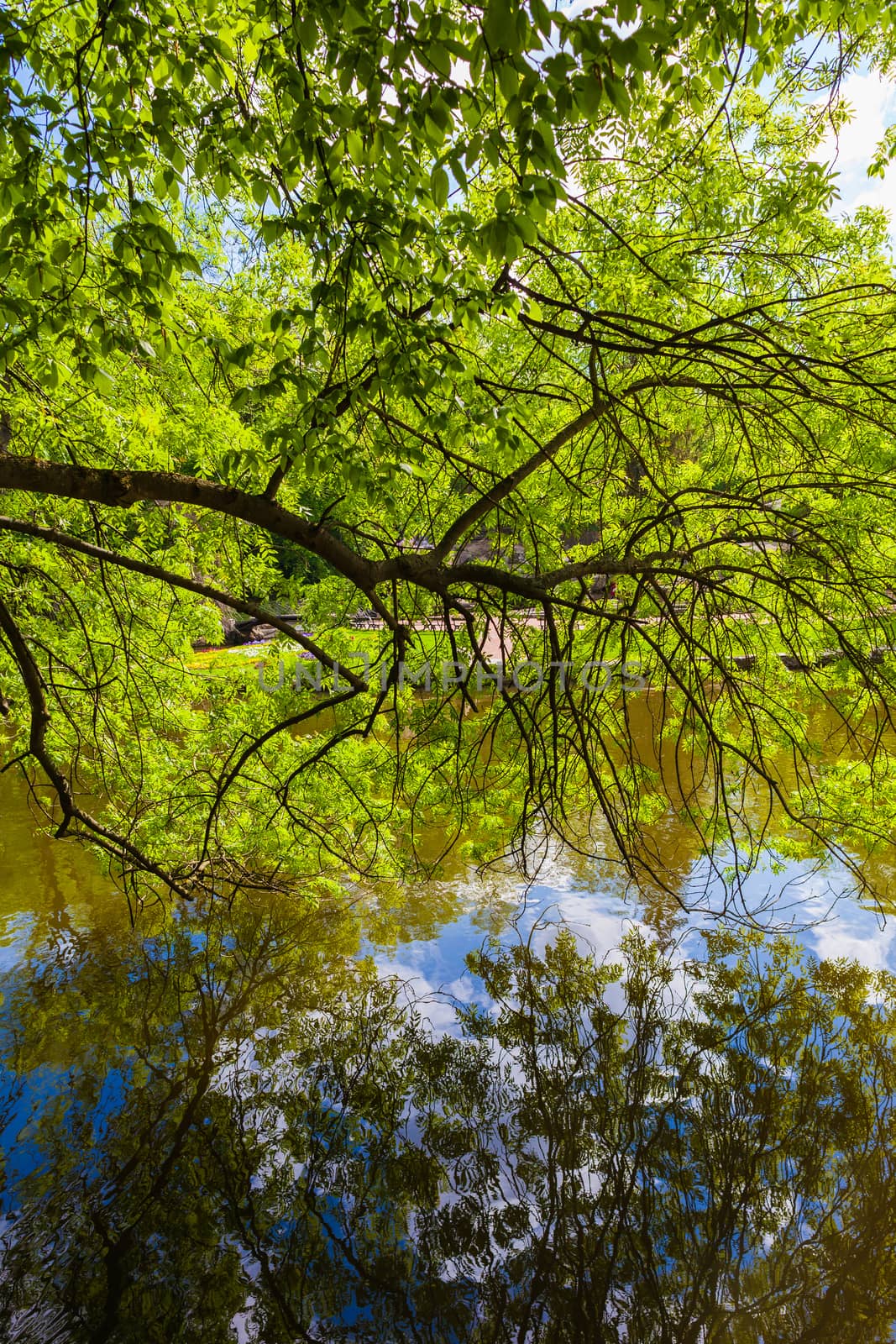 landscape lake with a reflection in the park Sophia