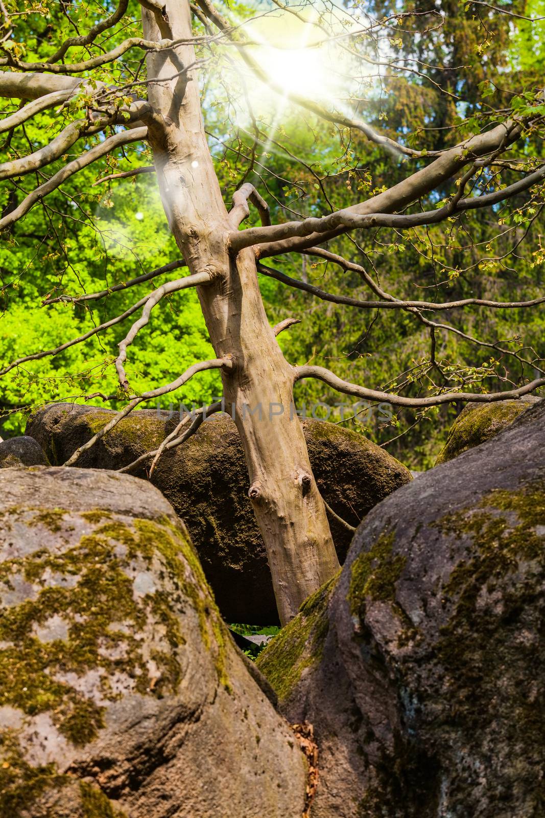 tree growing between large rocky of boulders