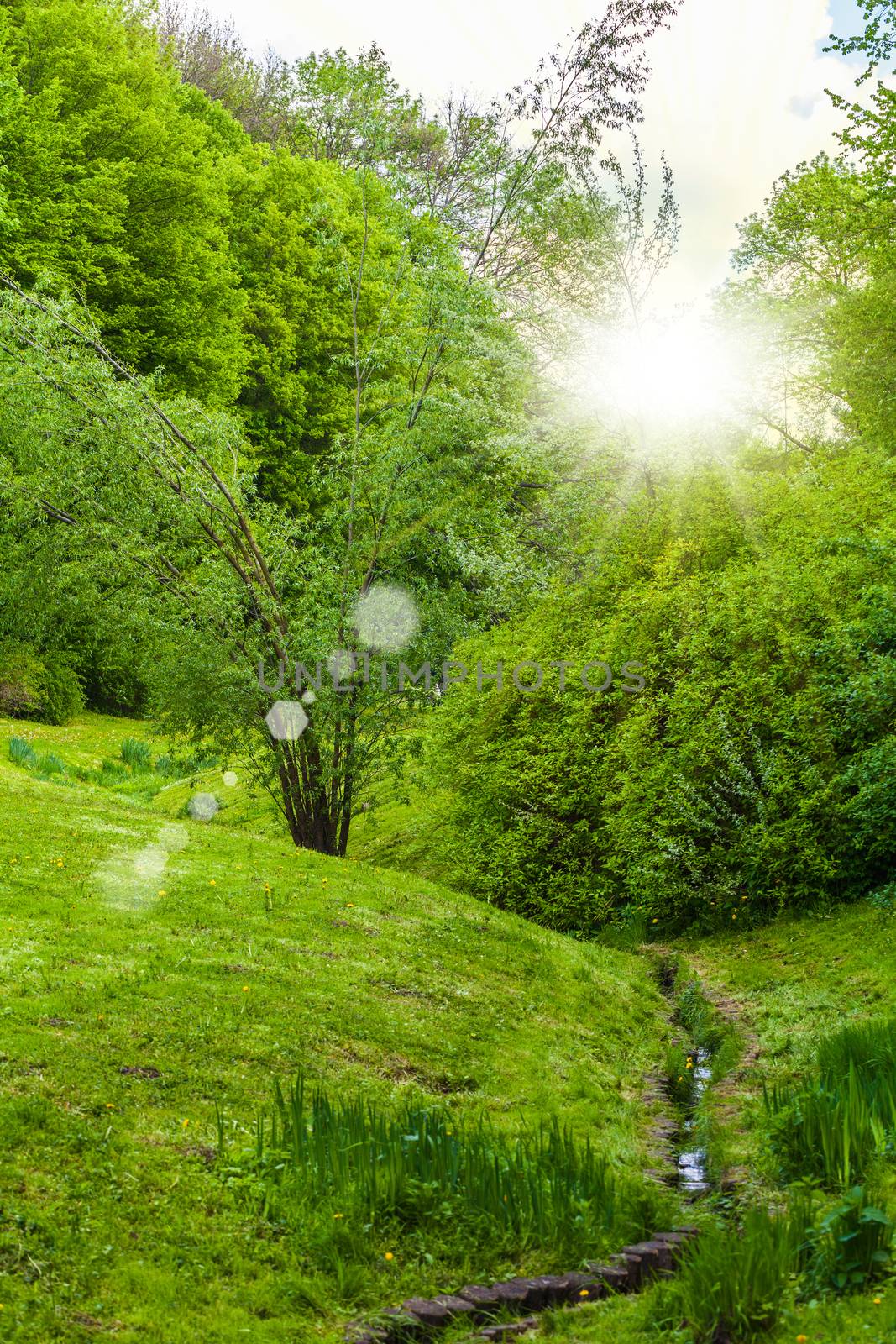 scenery of spring forest with sun rays