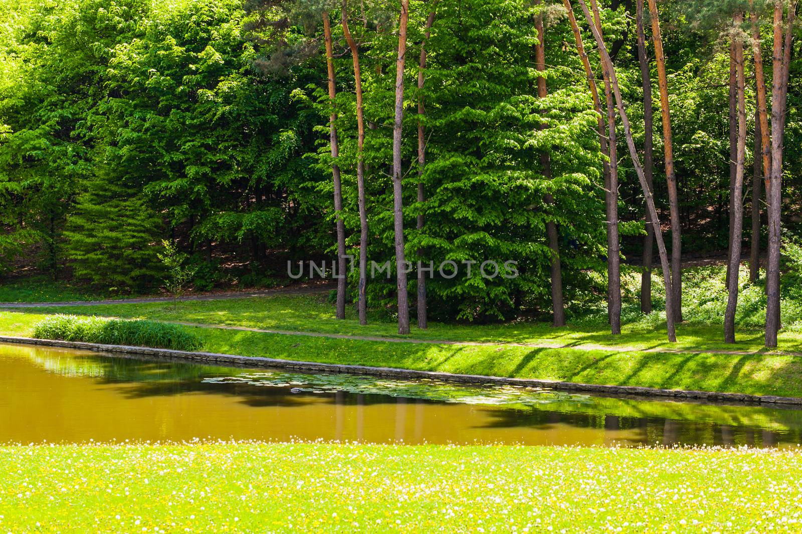 summer landscape river in green forest