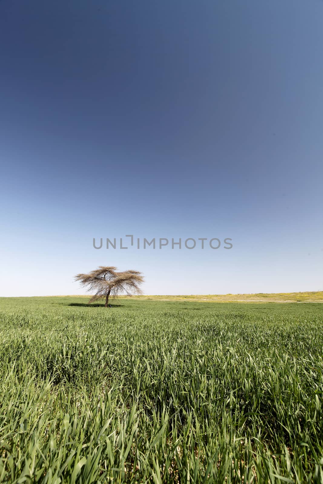 one tree standing alone in a field