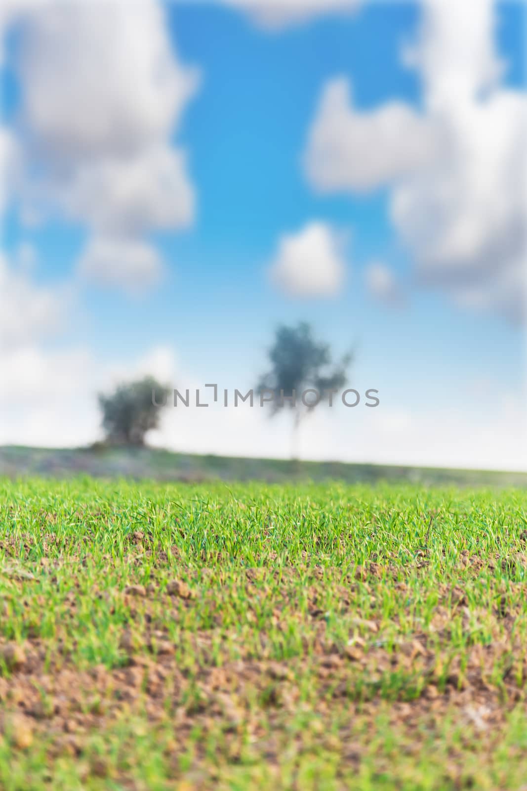 the field landscape with ascendant agricultural crops