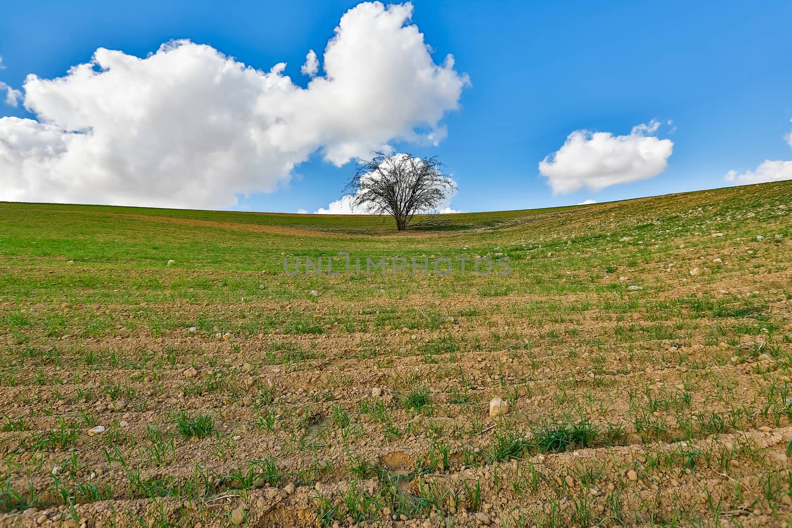 one tree growing in the field on a background of blue sky
