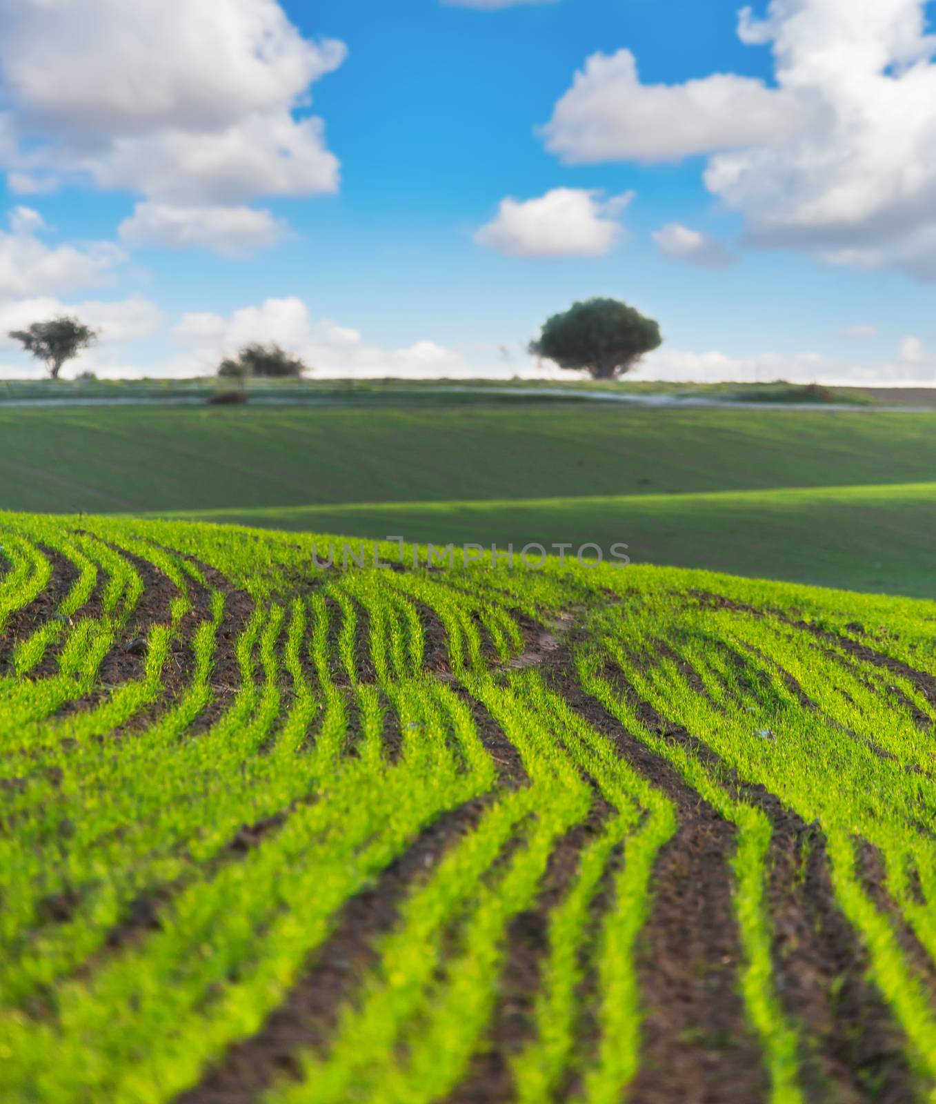 the rural landscape with ascendant agricultural crops