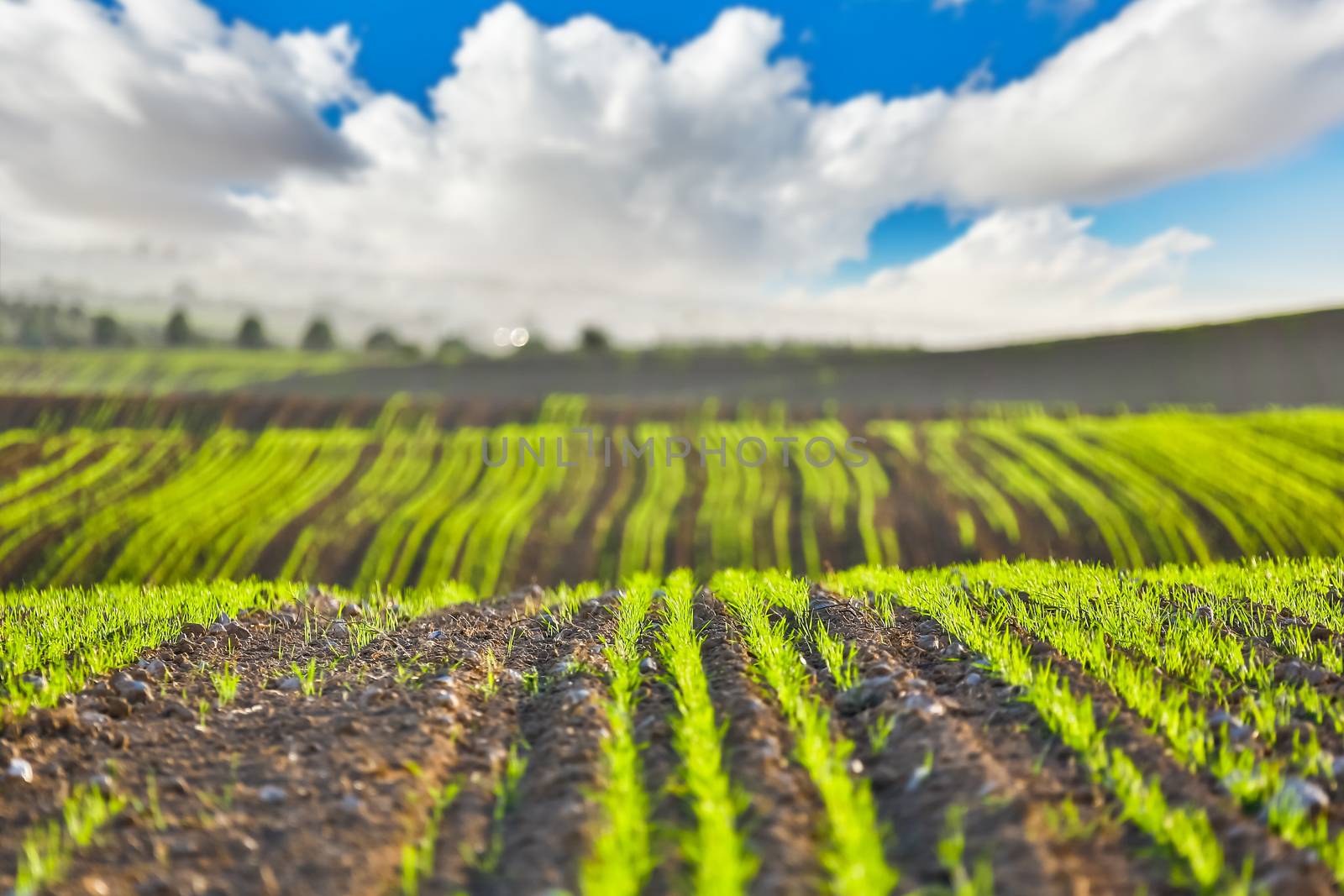 scenery the field planted with agricultural crops