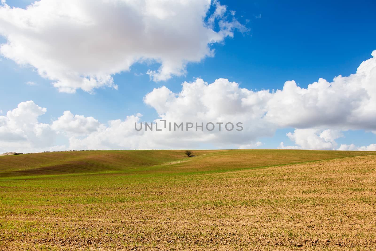 one tree growing in the field on a background sky