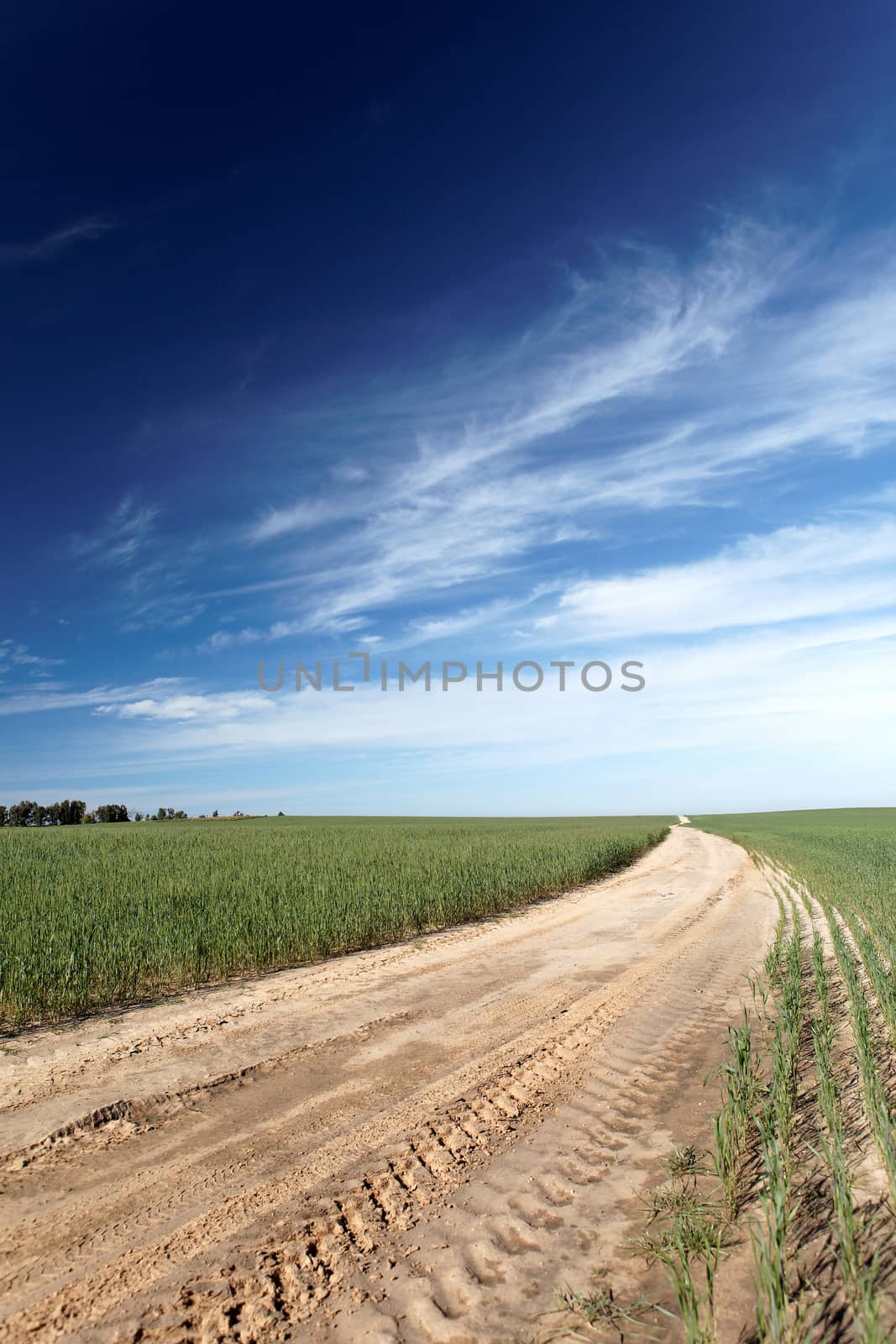 landscape road leading through a field