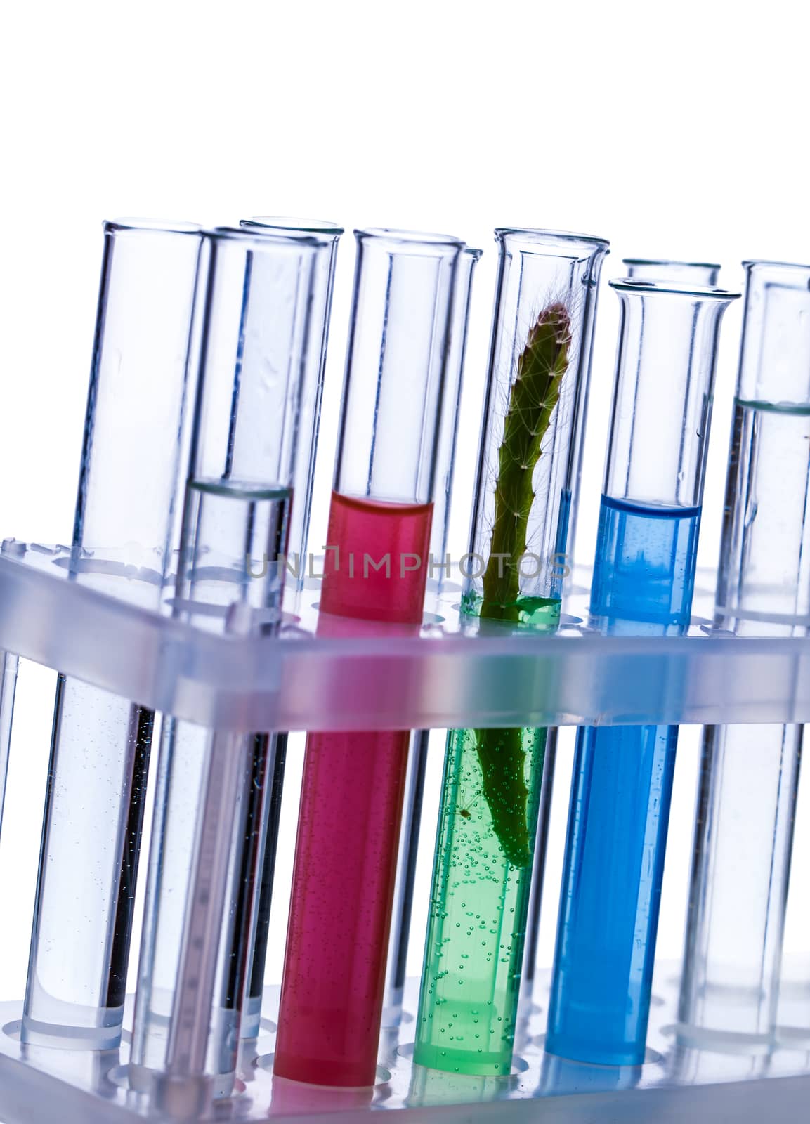 glass tube with a plant on a white background
