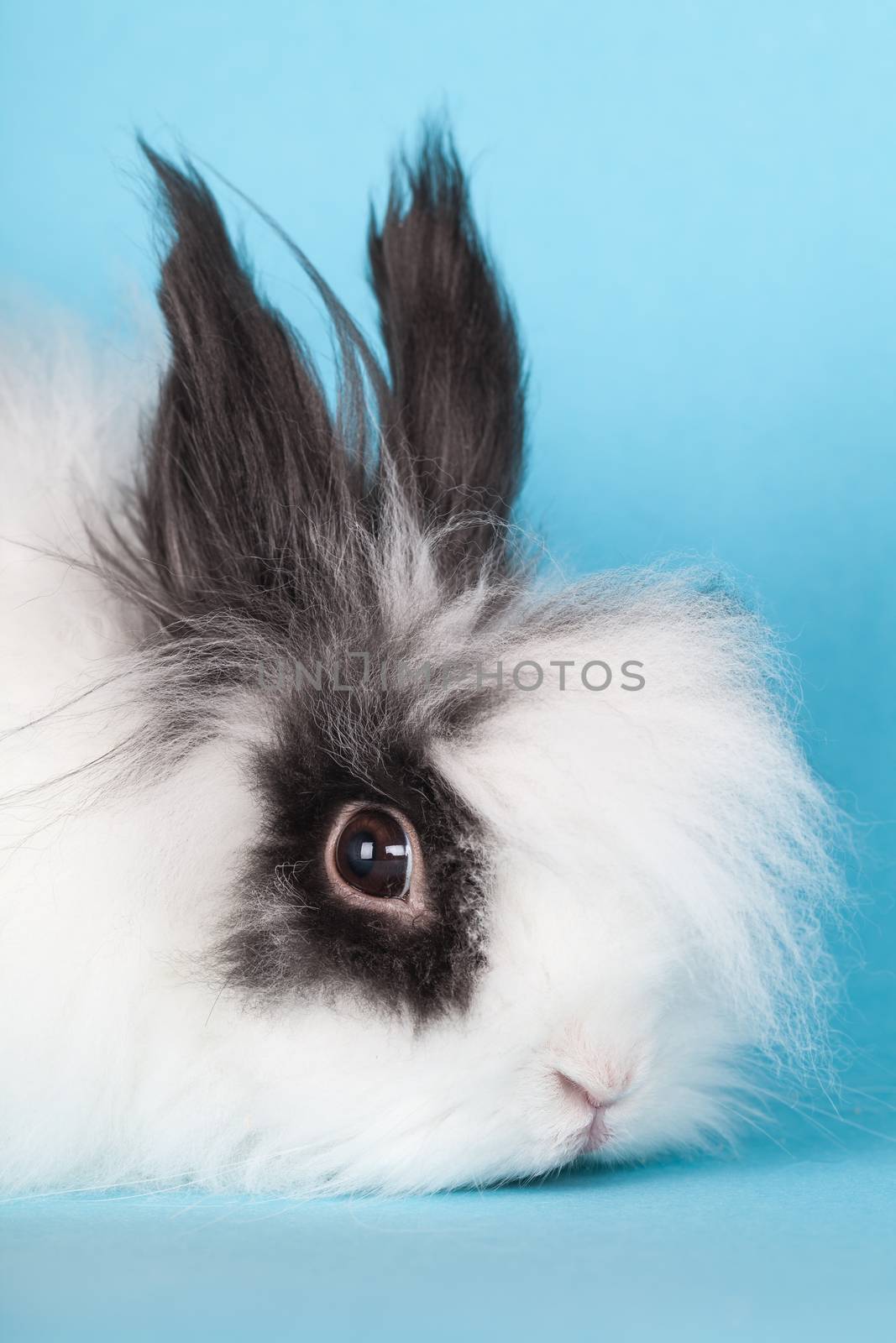 portrait of rabbit decorative on blue background