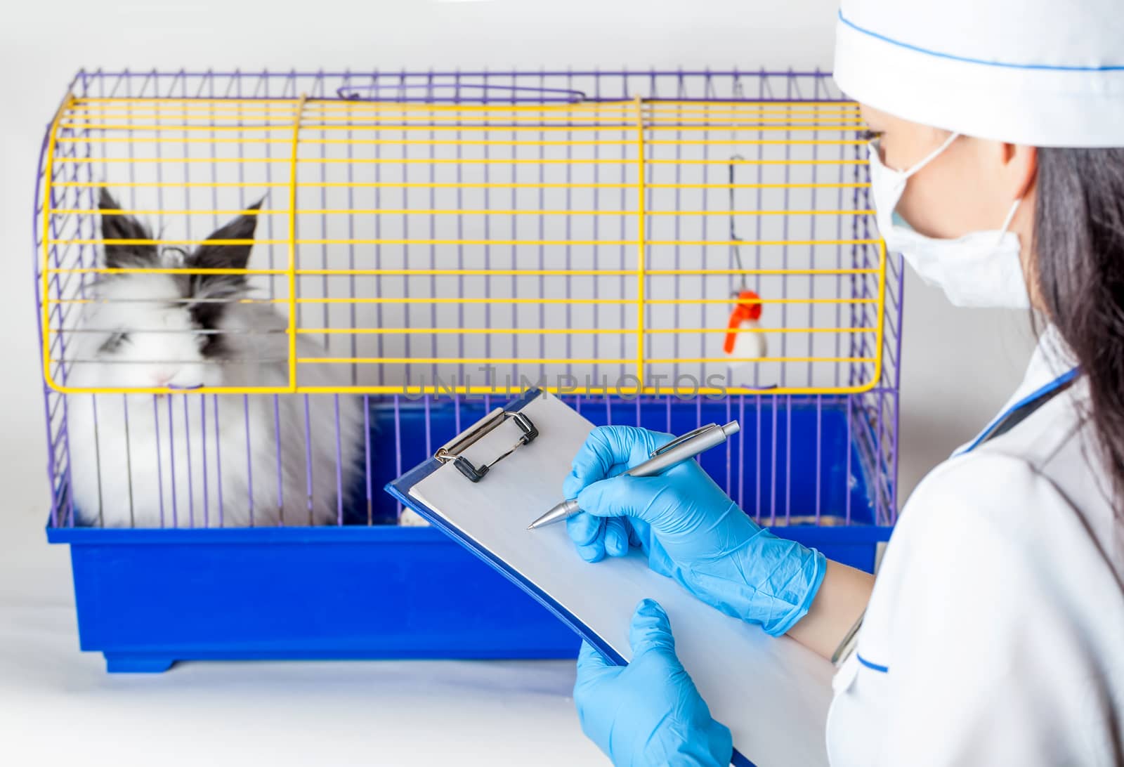 doctor makes an entry near the cells with a decorative rabbit