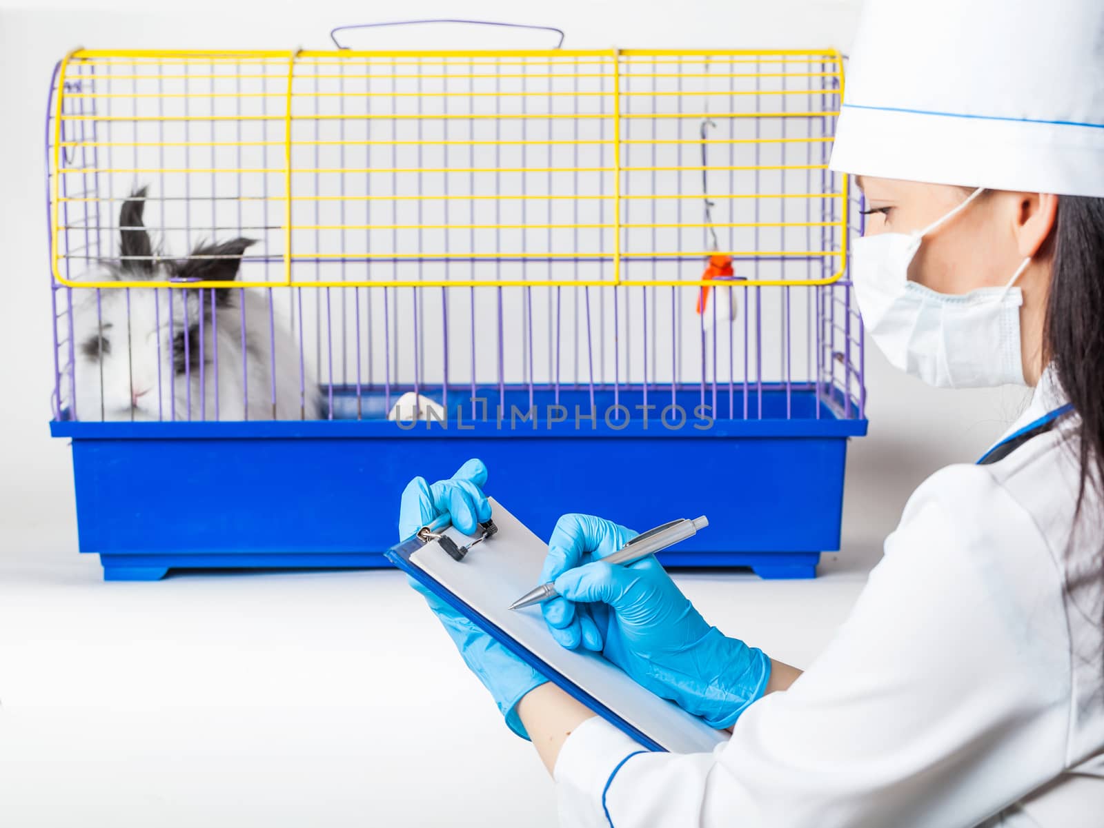 doctor makes an entry near the cells with a decorative rabbit