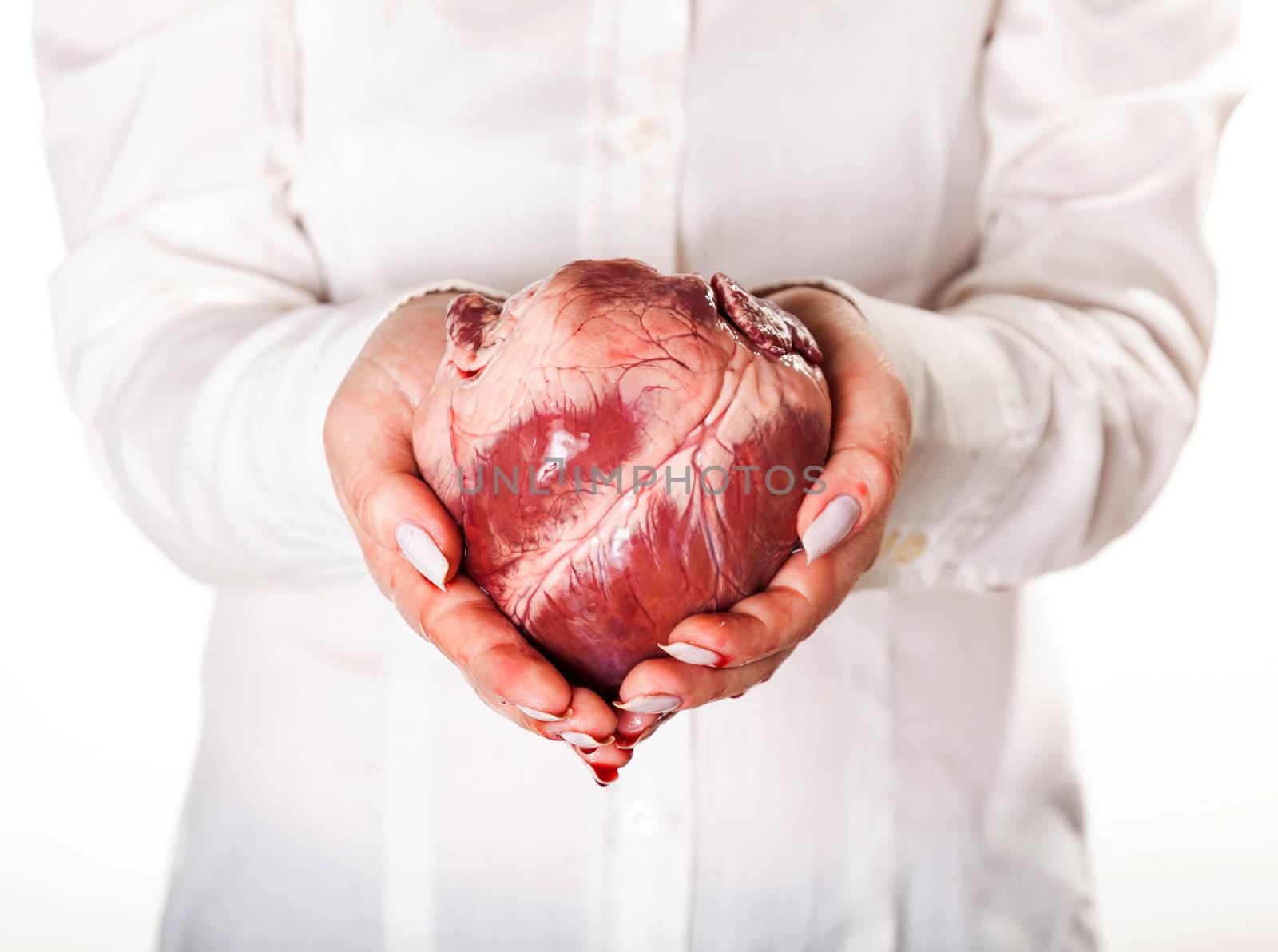 heart in hands, isolated white background