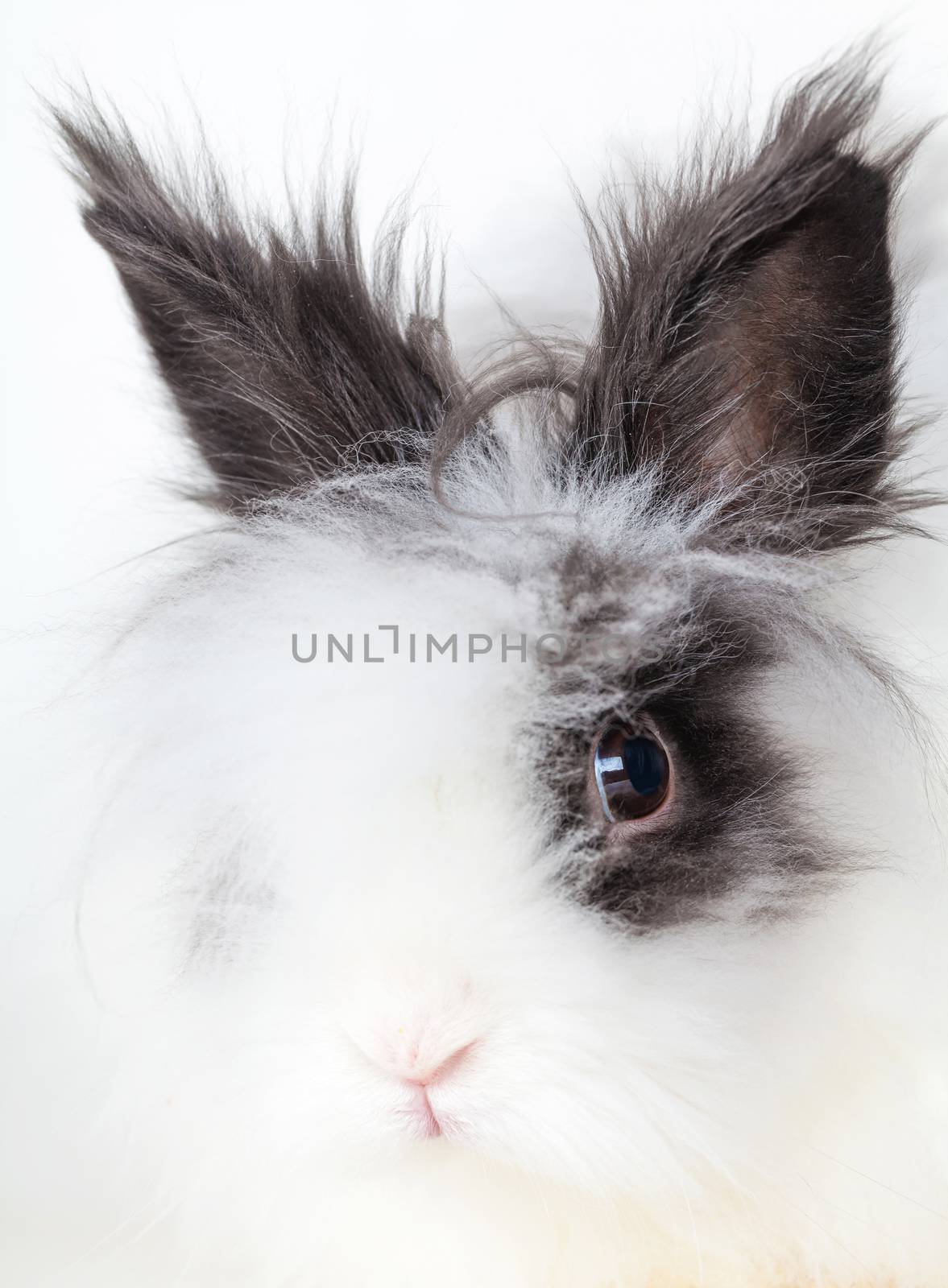 portrait of long-haired white decorative rabbit close-up