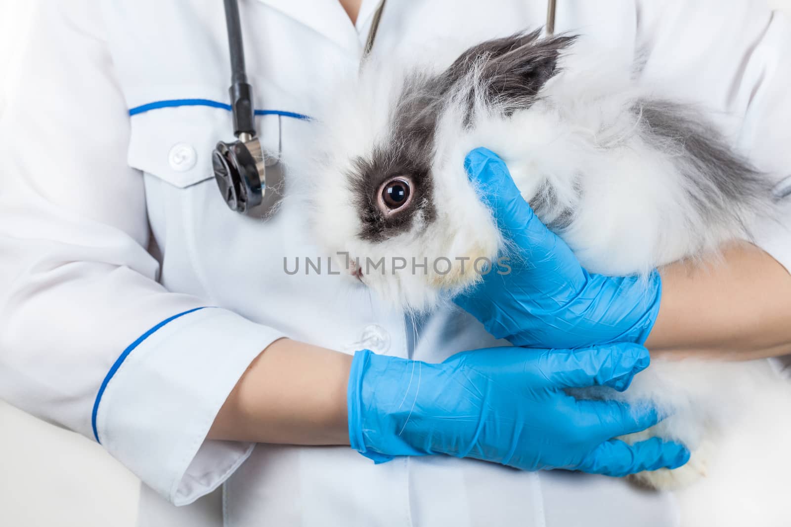 doctor with a decorative rabbit in hands close-up