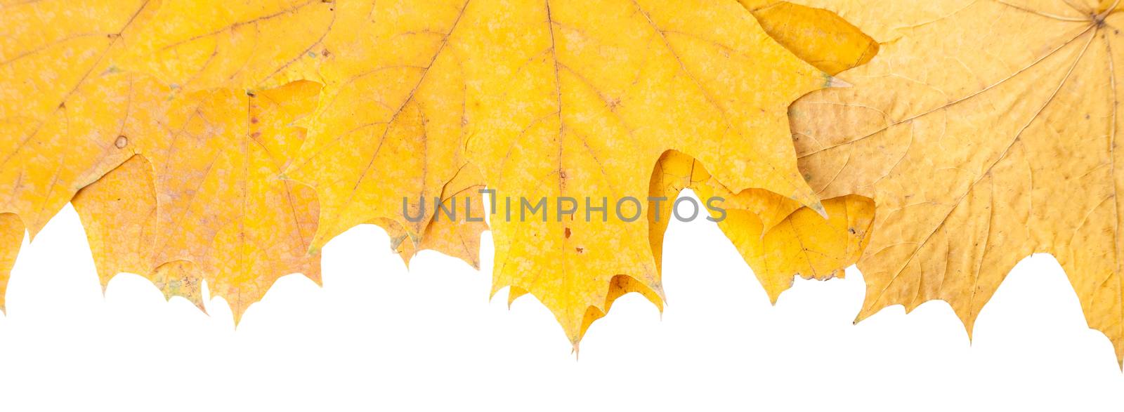 yellow, dry, fallen autumn maple leaves