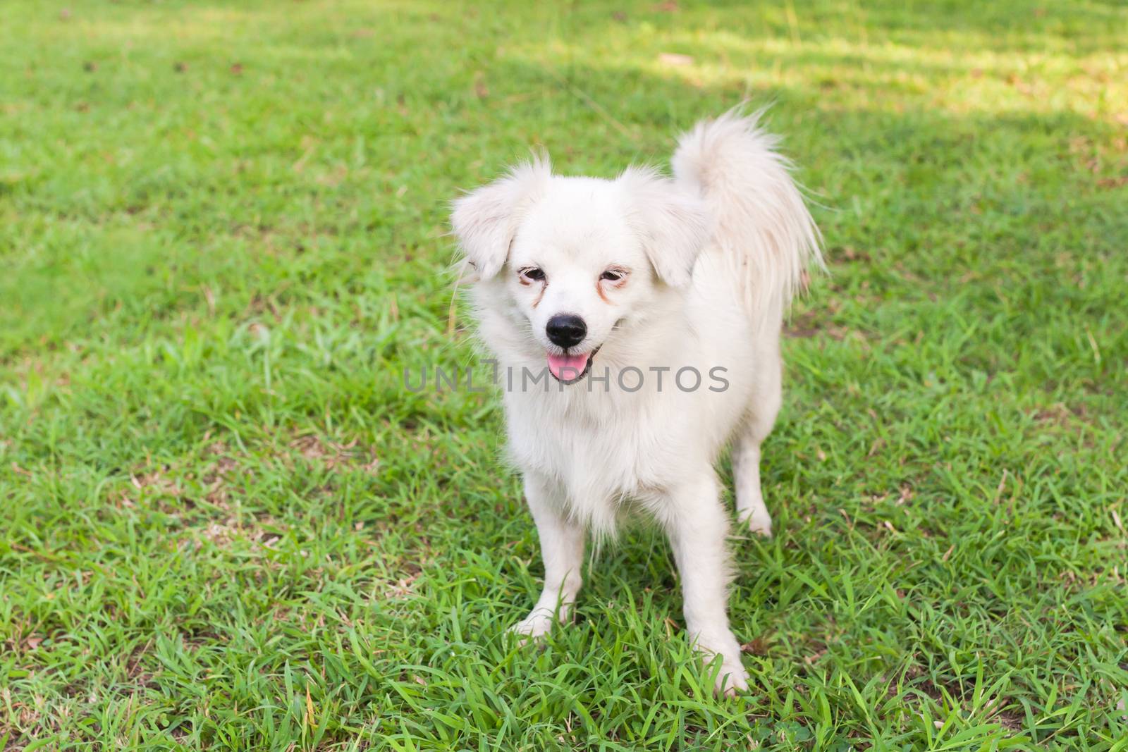 Cute maltese dog standing in grass .