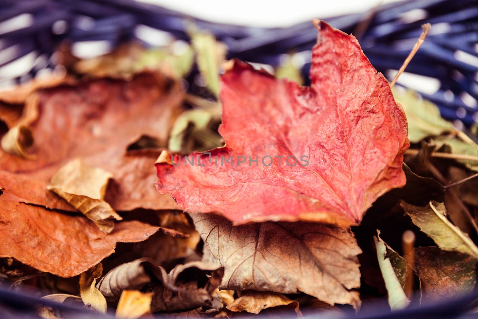Autumn leaves in a basket on white background