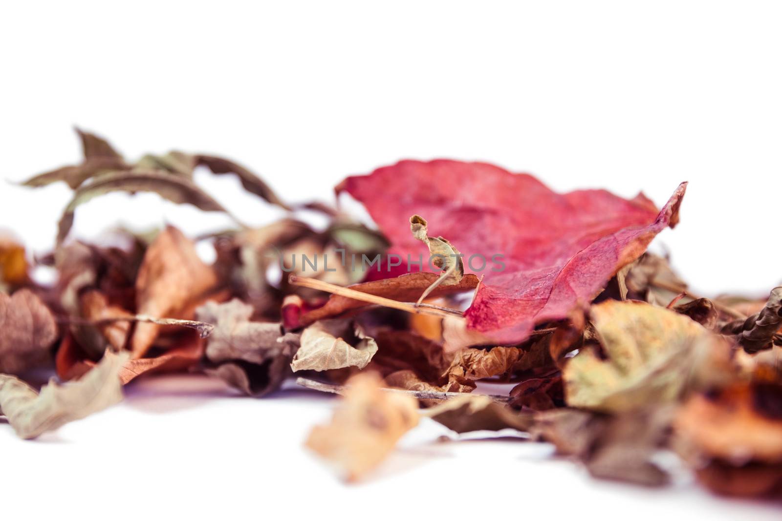 Autumn leaves with copy space on white background