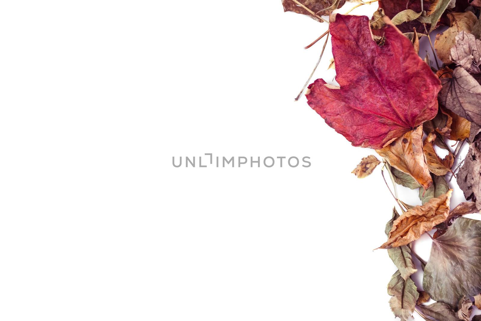 Autumn leaves with copy space on white background