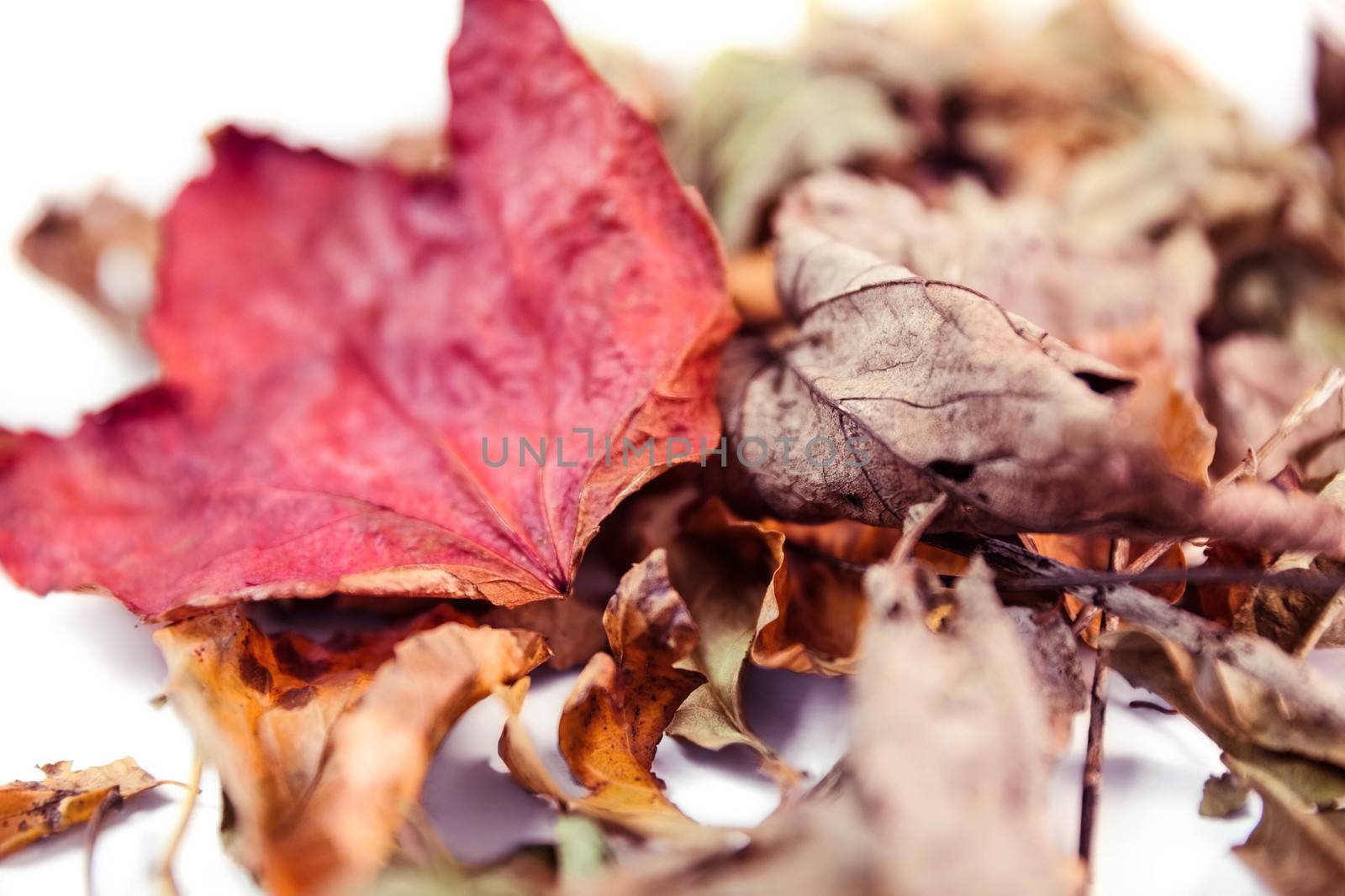 Autumn leaves with copy space by Wavebreakmedia