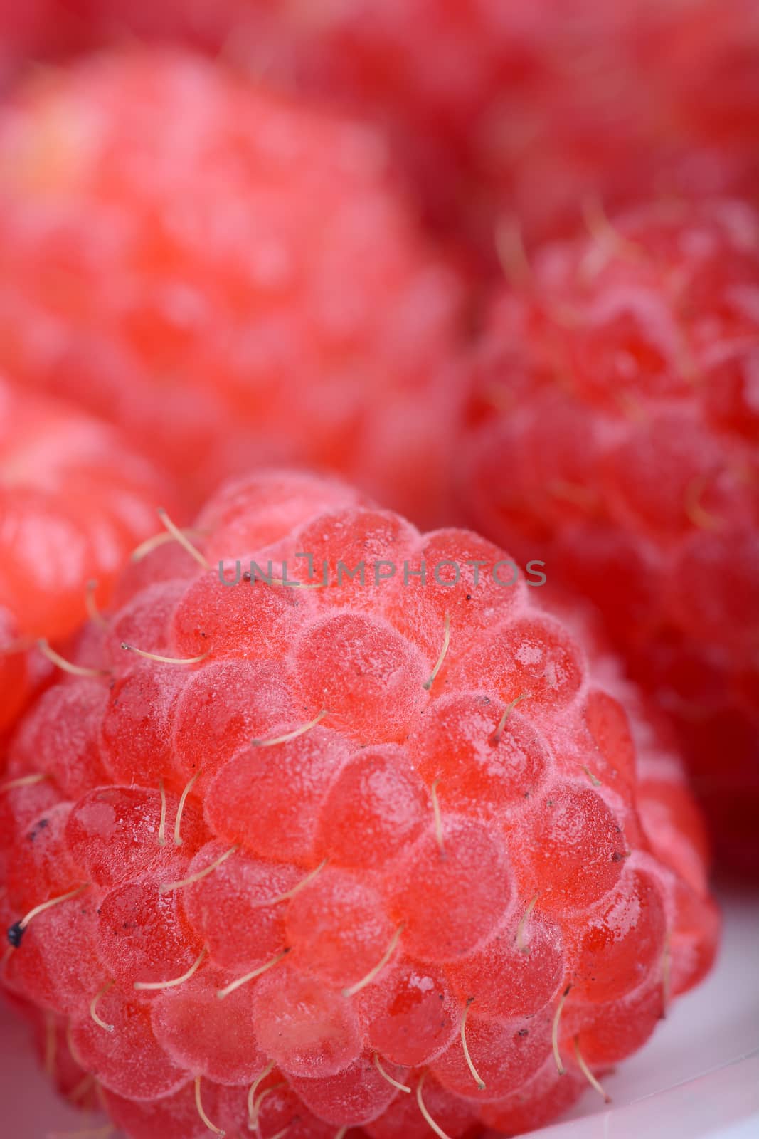 Fresh sweet raspberries close up.