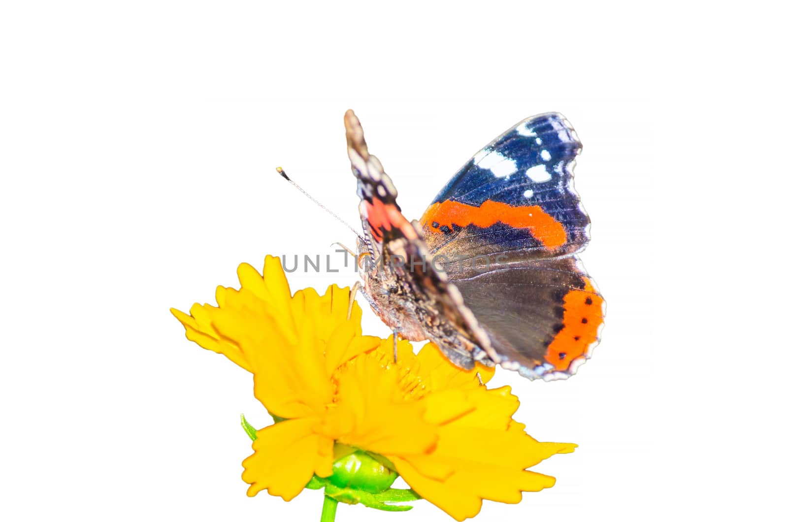 Beautiful colorful butterfly resting on a yellow flower, against white background.