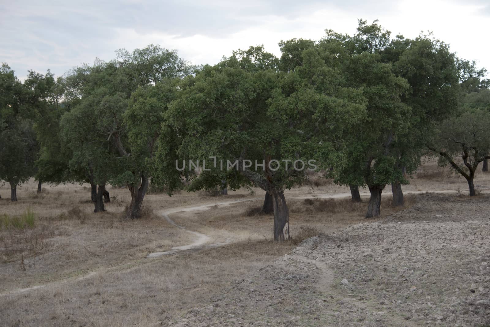 cork tree forest in alentejo Portugal near the place evora