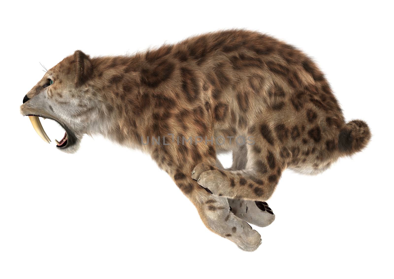 3D digital render of a big cat sabertooth jumping isolated on white background