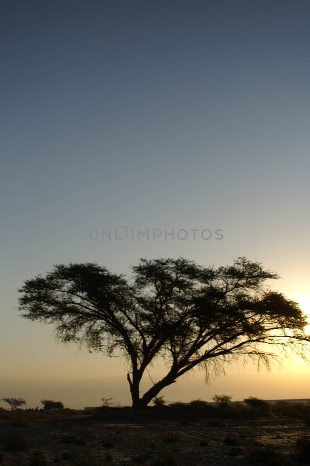 Desert landscape - a tree in Arava desert, Israel on sunrise