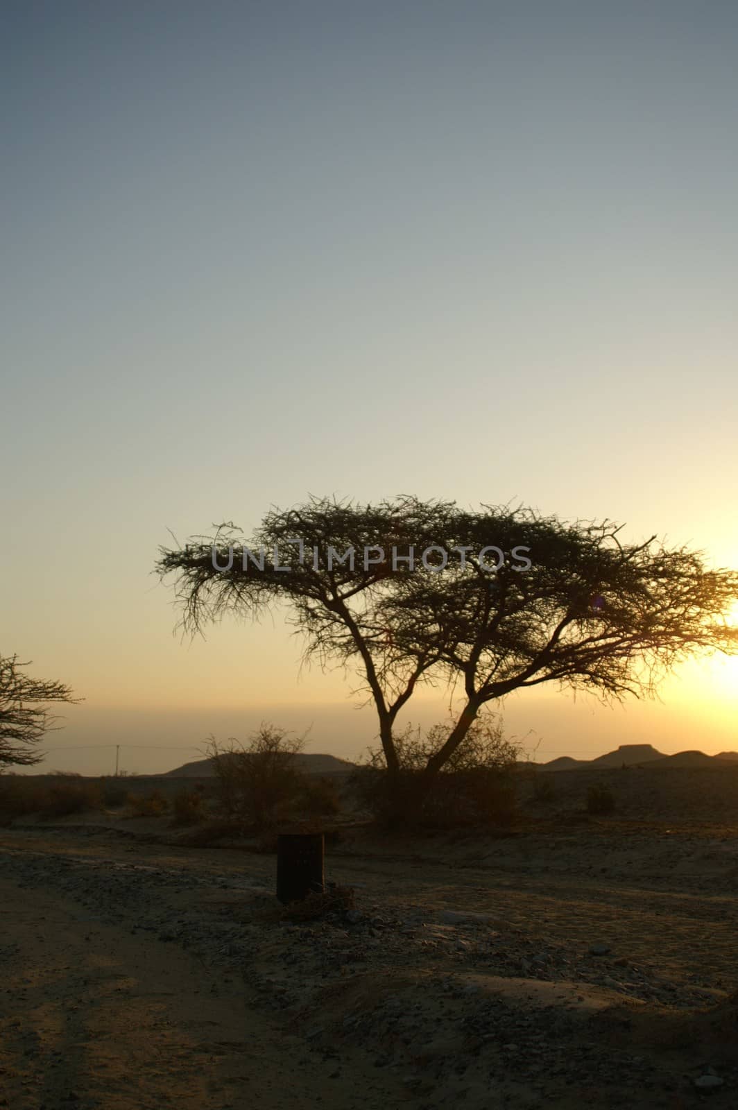 Desert landscape - a tree in Arava desert, Israel on sunrise