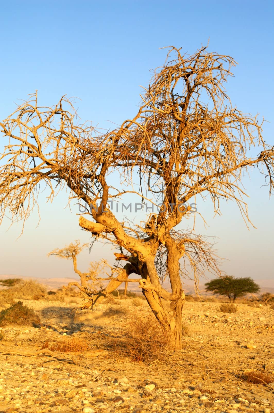 Desert landscape - a tree in Arava desert, Israel on sunrise