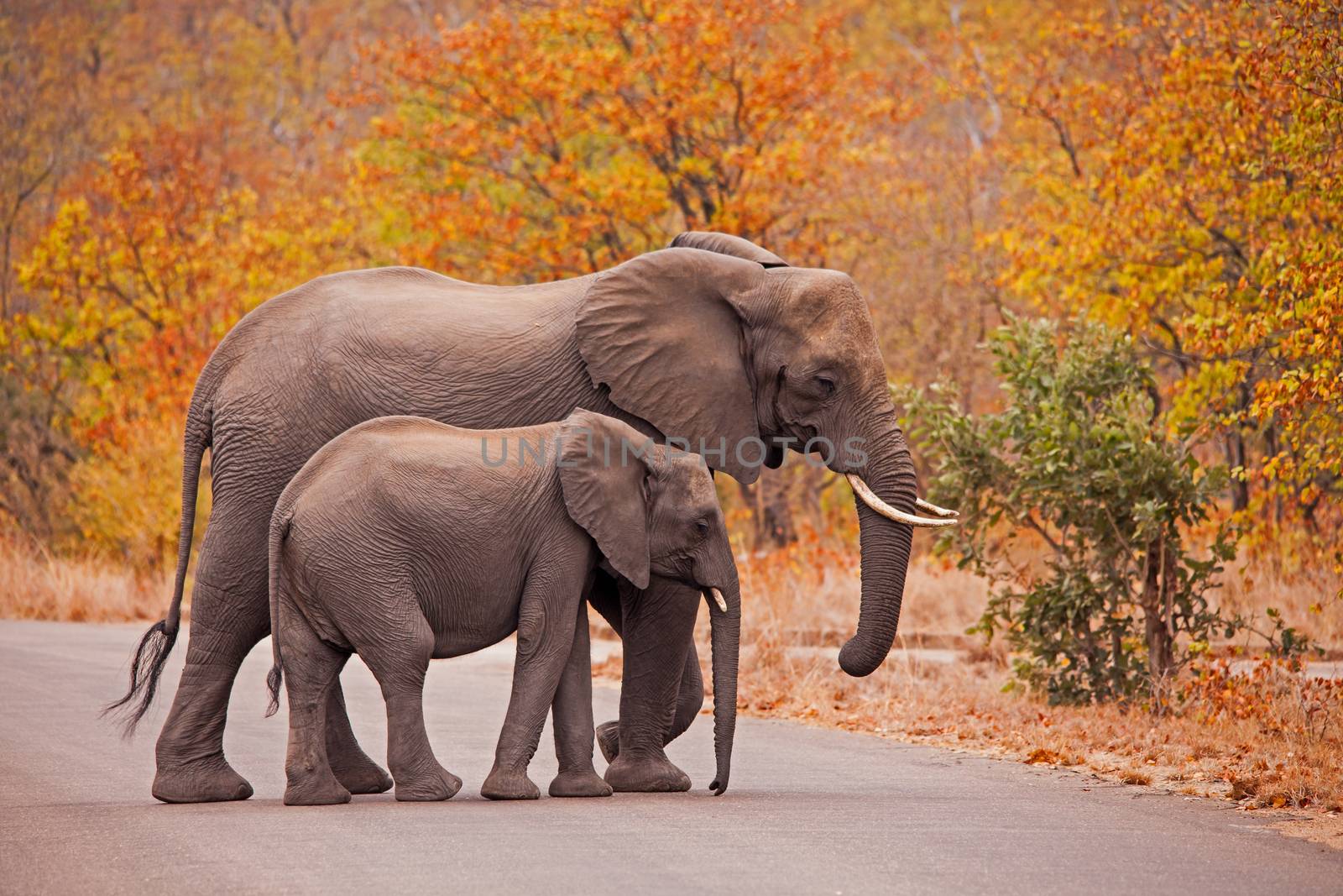 Elephant mother and young crossing the road in Kruger National Park. South Africa