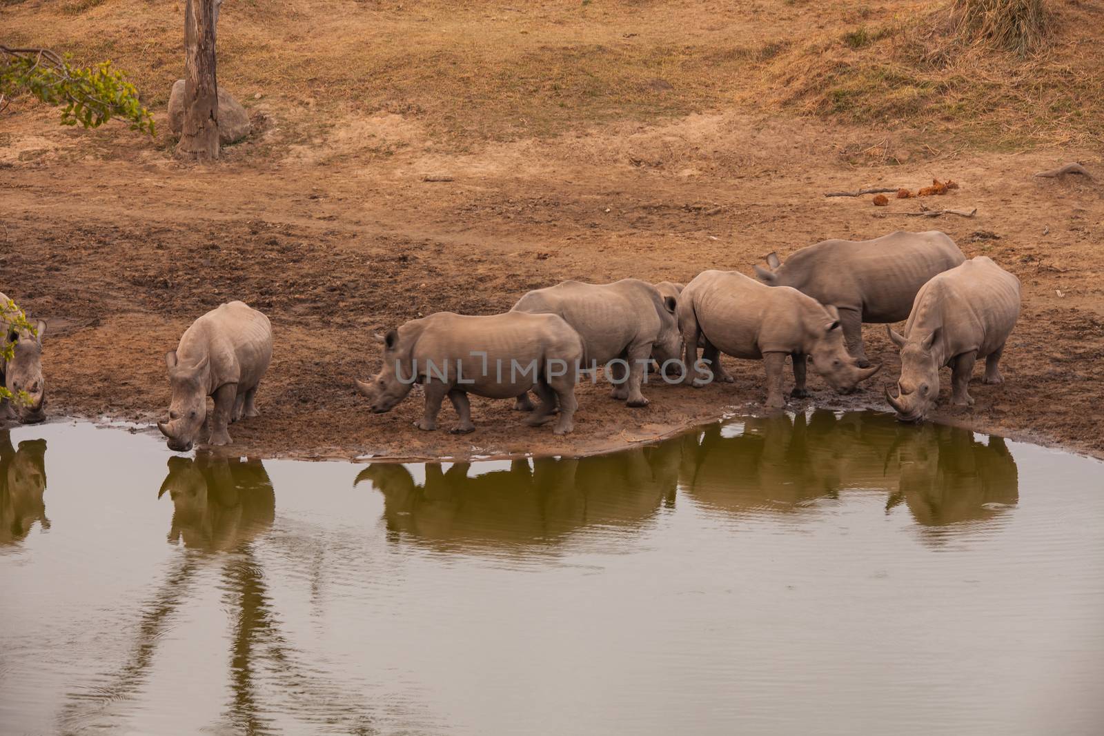 A group of white, or square lipped rhino (Ceratotherium simum) at a waterhole in Kruger National Park, South Africa.