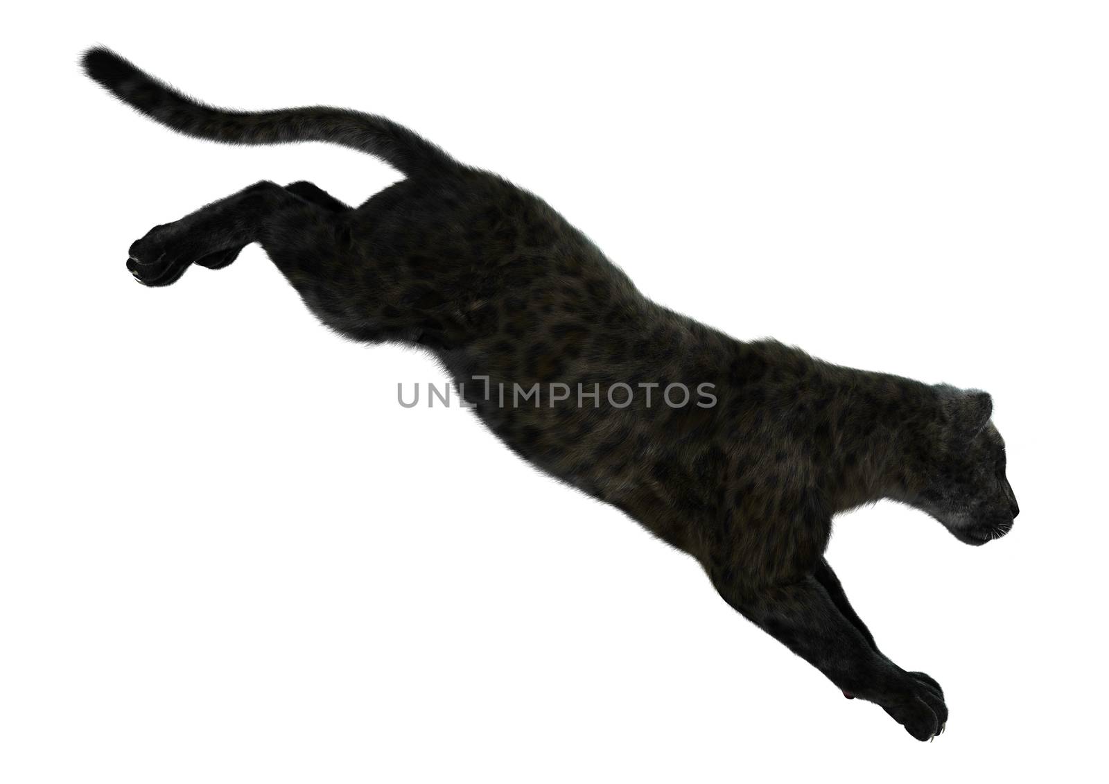 3D digital render of a big cat black panther isolated on white background