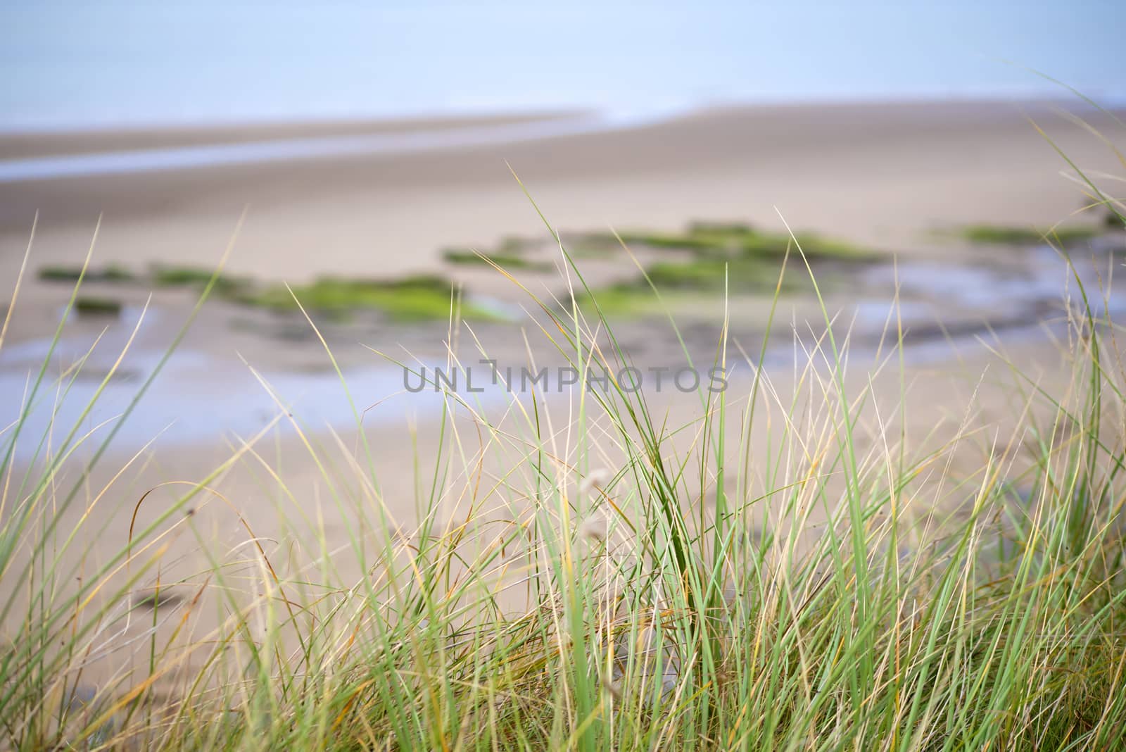 wild dune grass in beal beach by morrbyte