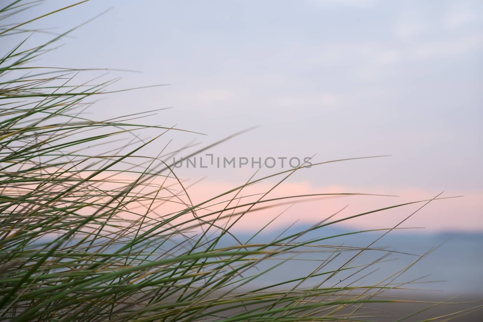 wild dune grass in beal kerry on the wild atlantic way