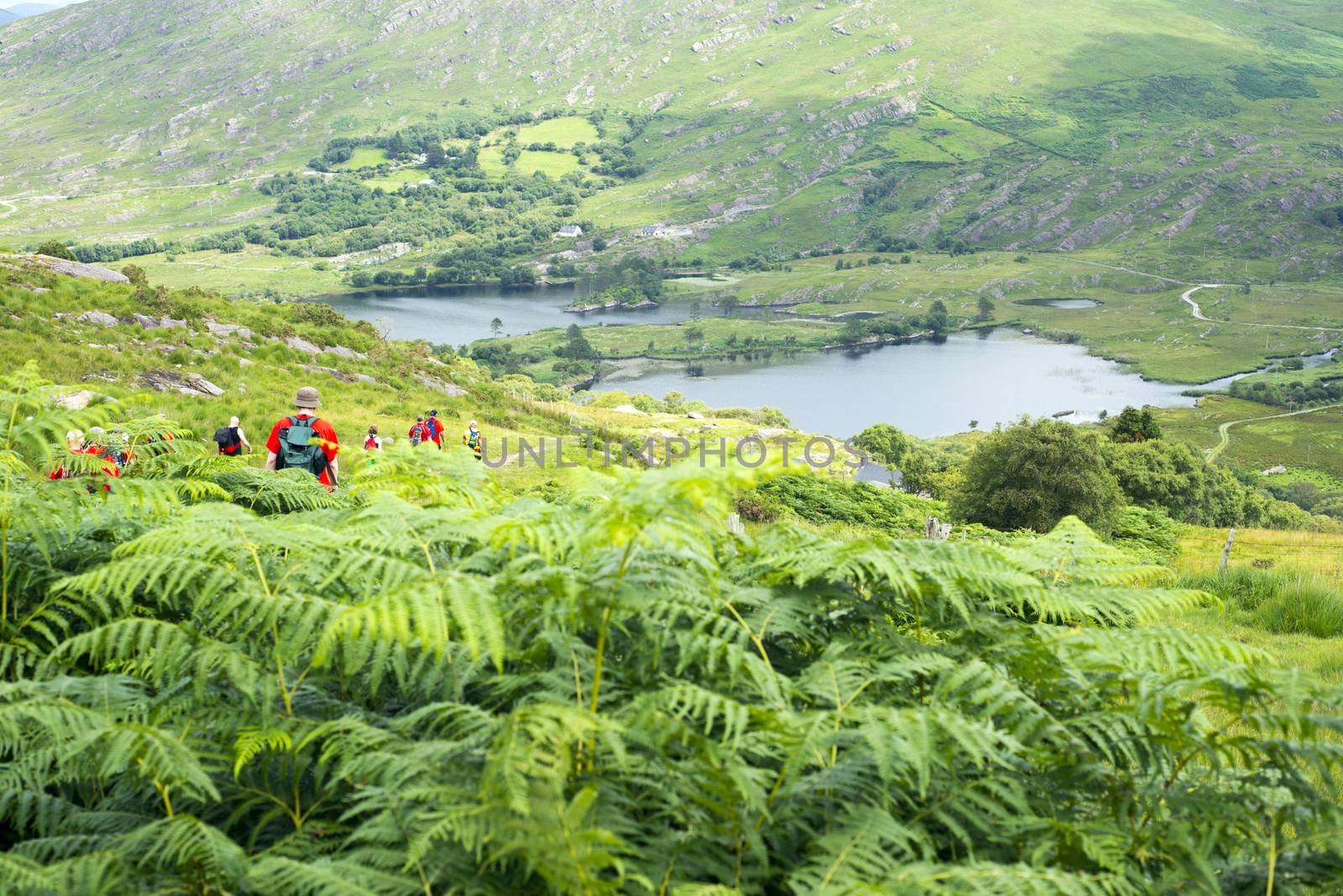 wild ferns with hikers on the kerry way in irelands wild atlantic way