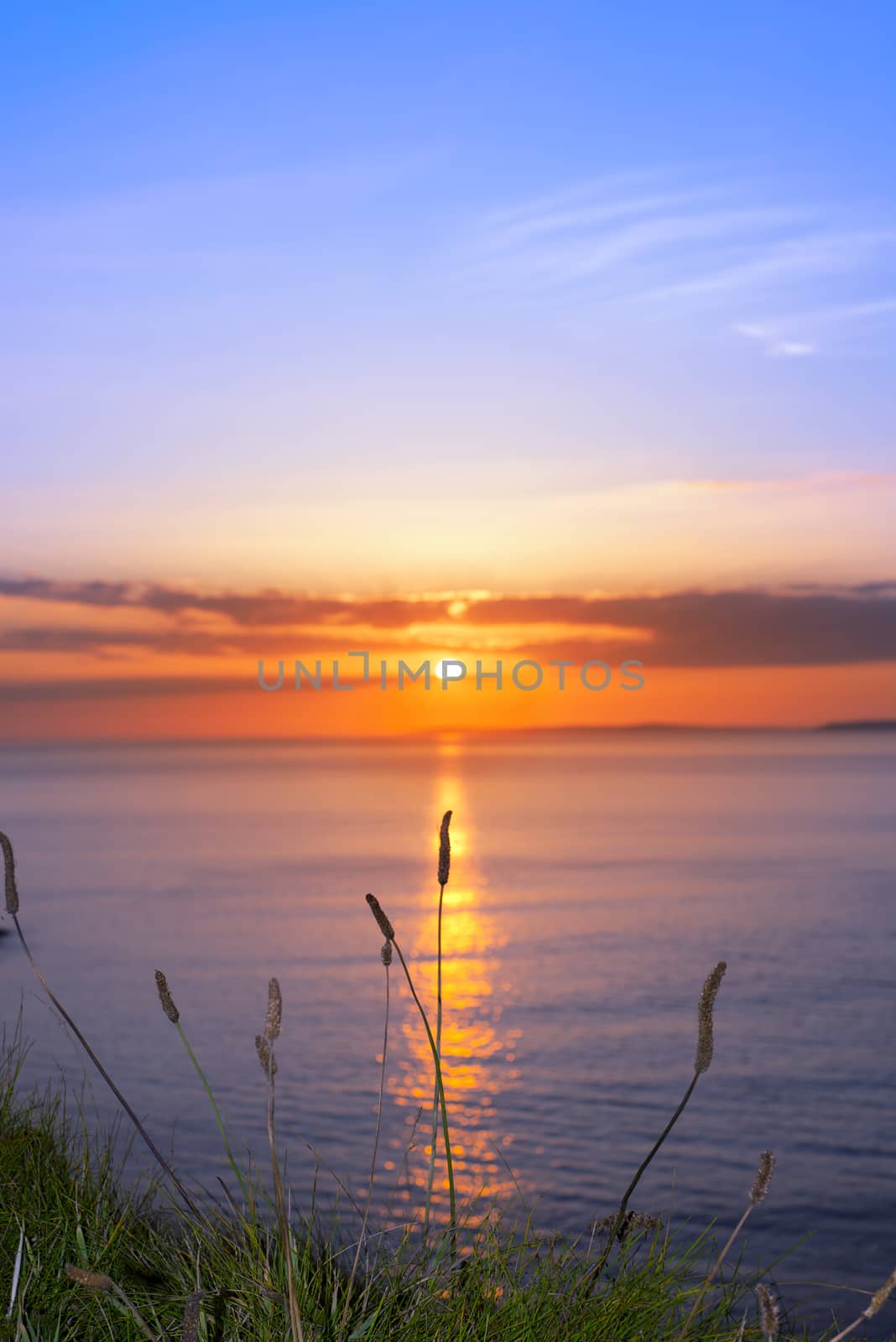 beautiful yellow sunset over loop head with the wild tall grass on the wild atlantic way in ireland