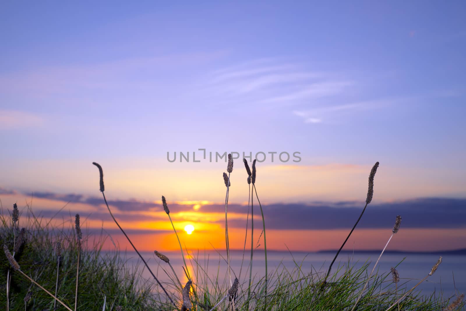 beautiful yellow sunset over loop head with the wild tall grass on the wild atlantic way in ireland