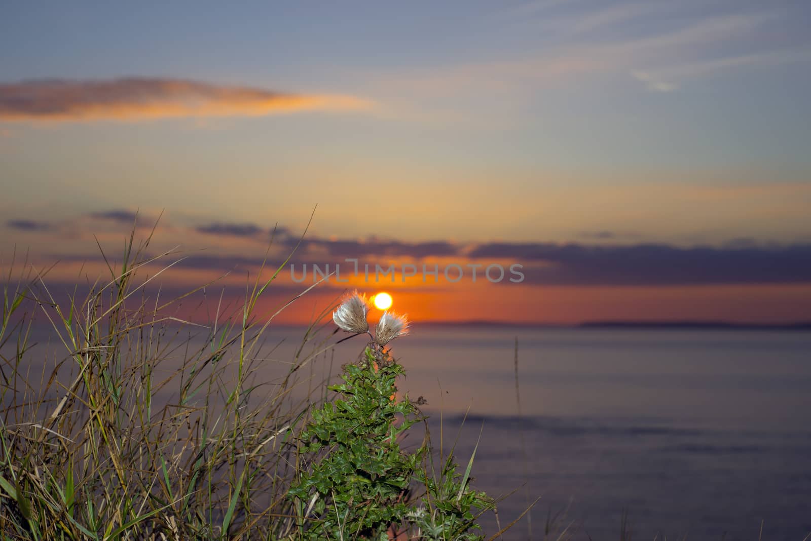 beautiful yellow sunset over loop head with silhouetted wild tall thistles on the wild atlantic way in ireland