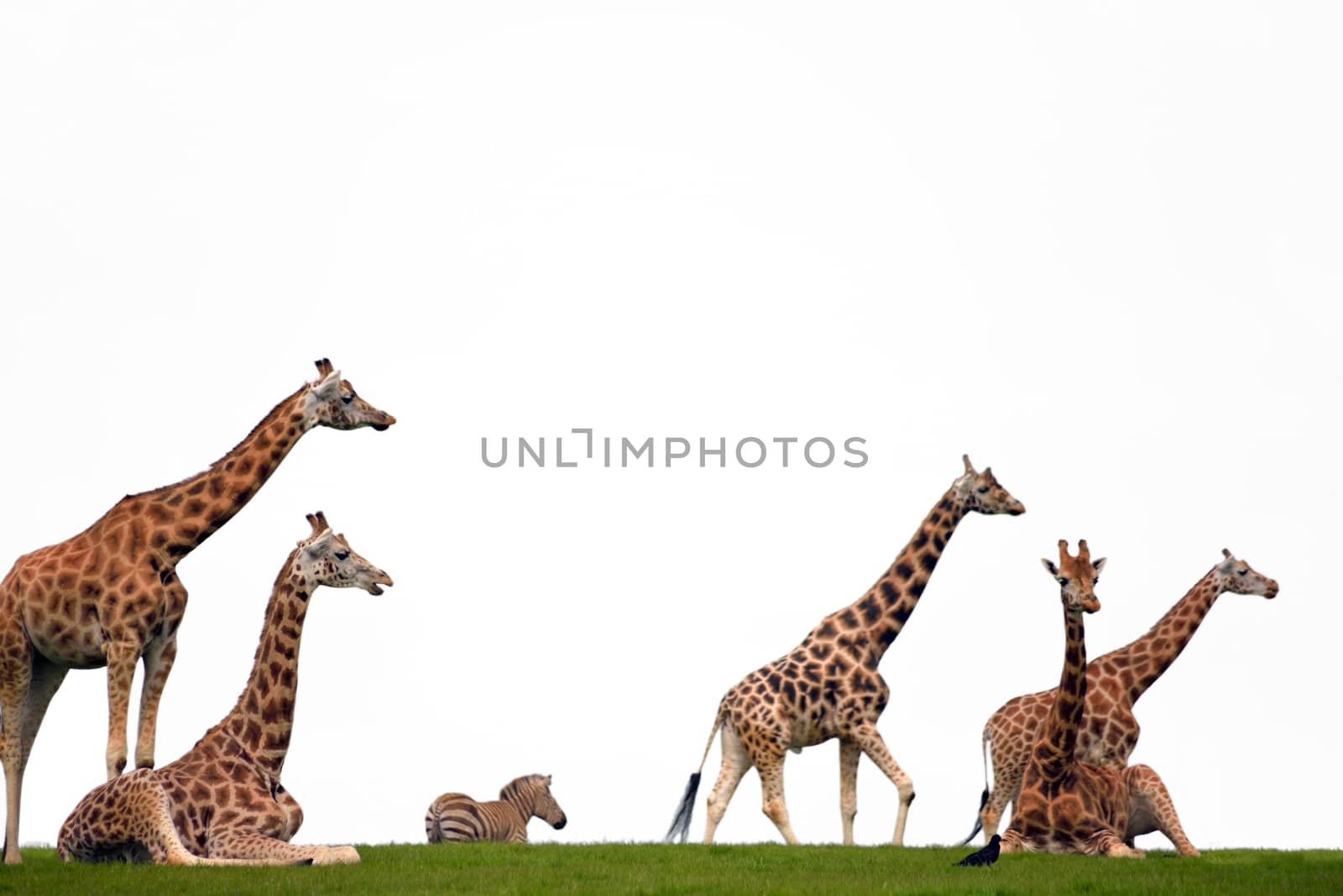 zebra and giraffes resting in the grass by morrbyte