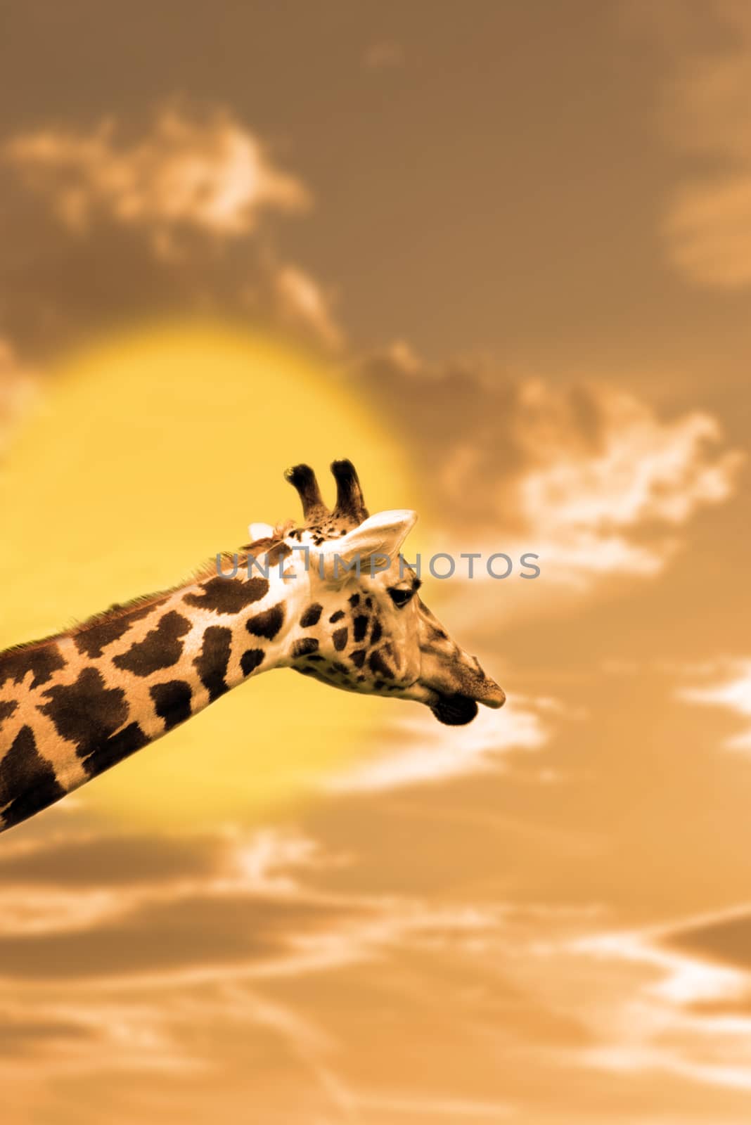 giraffes silhouette aginst sun at fota wildlife park in county cork ireland