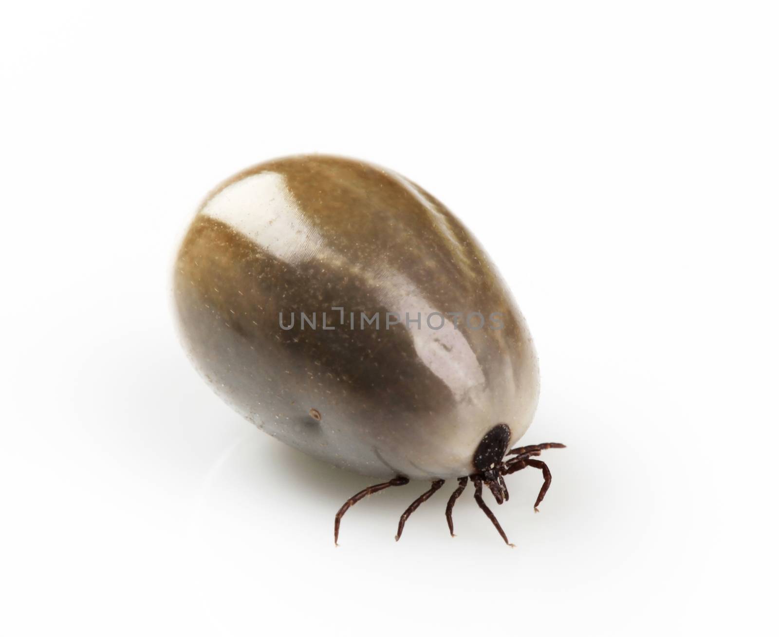 Fully fed blood-sucking tick by Digifoodstock